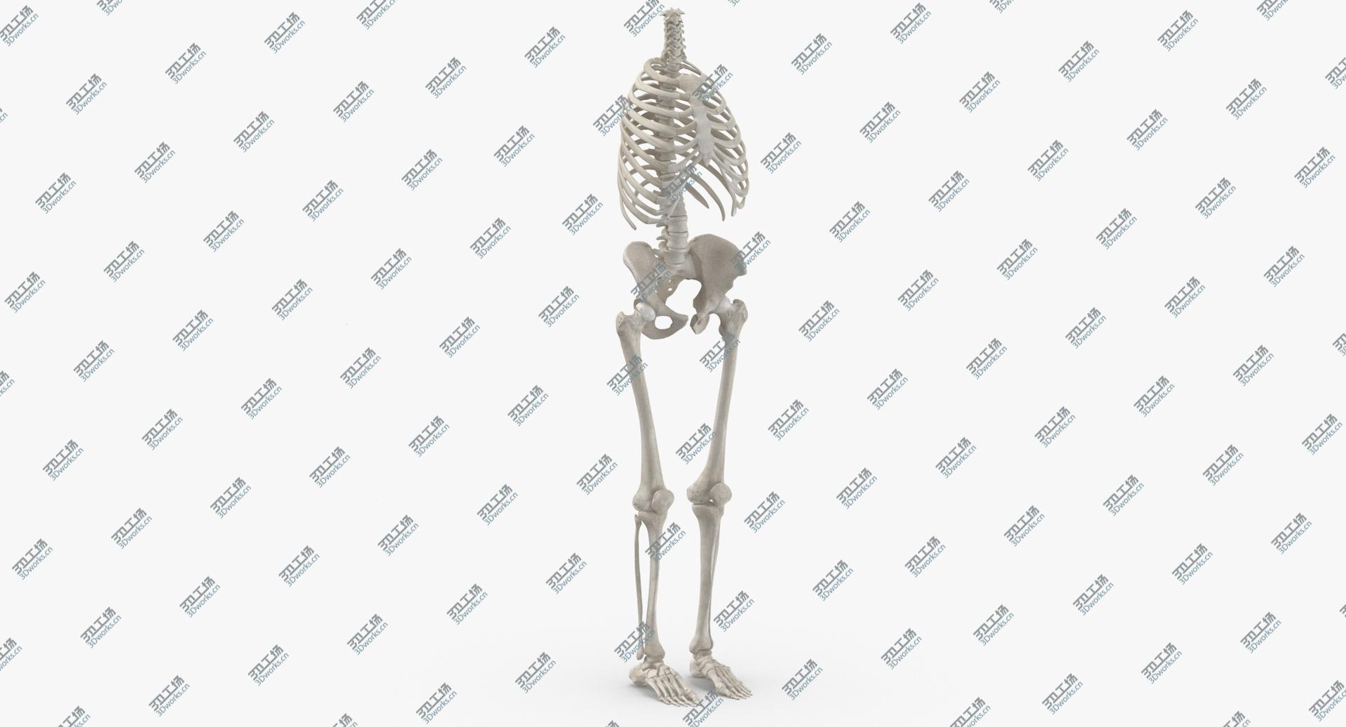 images/goods_img/202104021/3D Real Human Rib Cage Spine Female Pelvis and Leg Bones Anatomy With Intervertibral Disks White 01/2.jpg